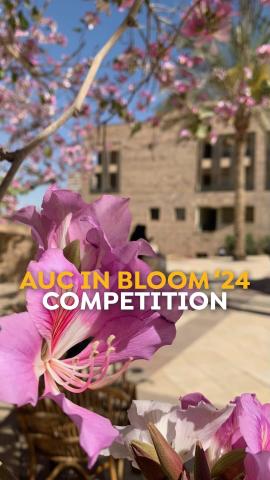 Pink flowers with a building in the background. Text: ϲͼ in Bloom '24 Competition